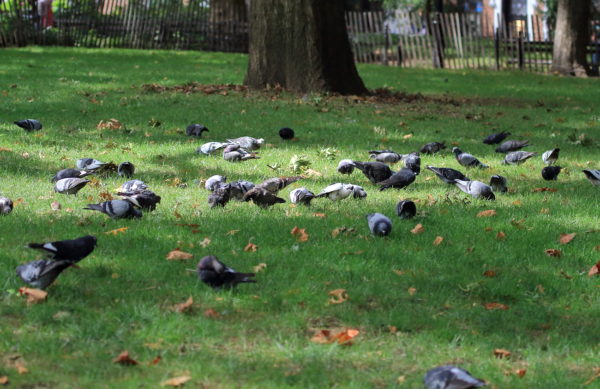 Washington Square Park pigeons on lawn
