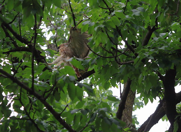 Washington Square Hawk Bobby landing on tree branch