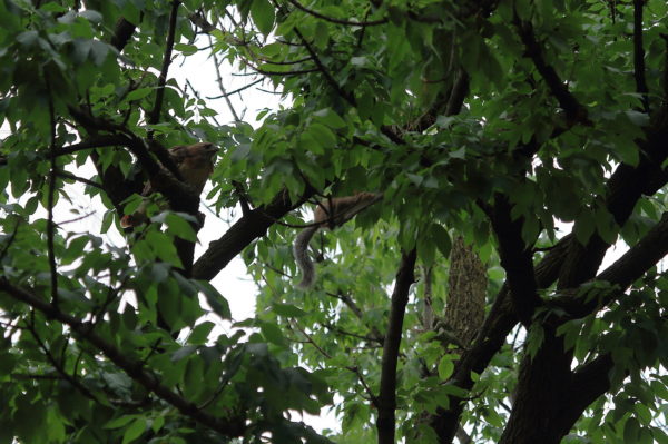 Washington Square Hawk Bobby watching squirrel