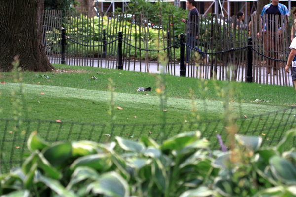 Washington Square Hawk pigeon prey on lawn