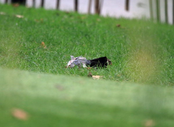 Washington Square Hawk pigeon on lawn