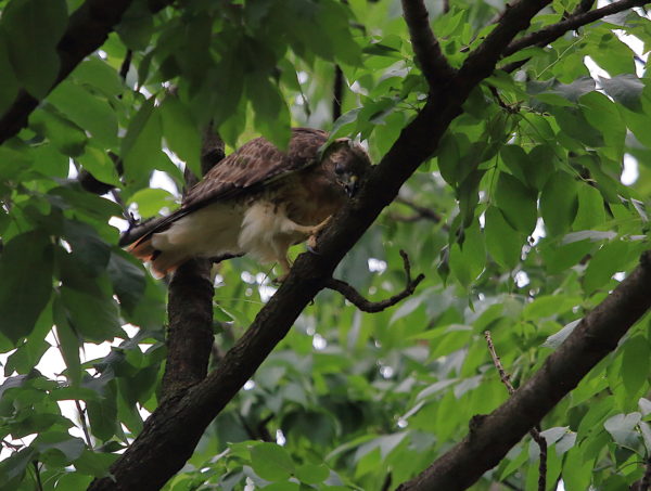 Washington Square Hawk Bobby wiping beak on tree branch