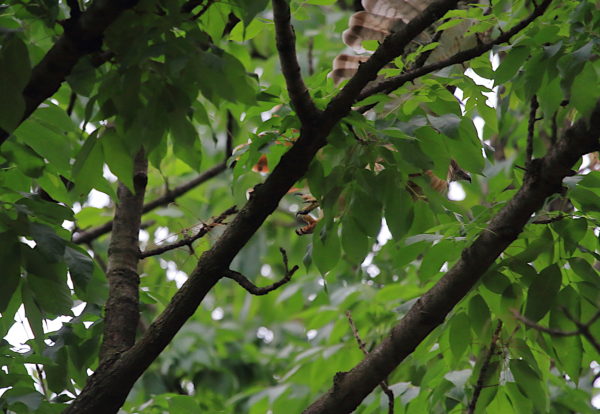 Washington Square Hawk Bobby leaping off branch