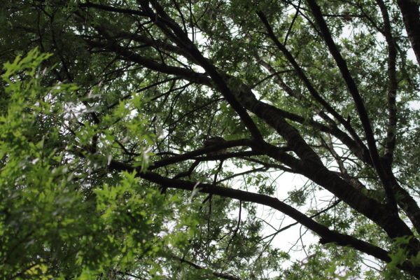 Washington Square Hawk Bobby sitting high in tree