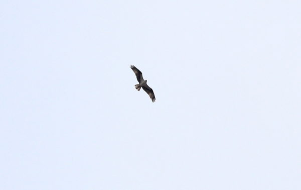 Osprey flying over Washington Square Park