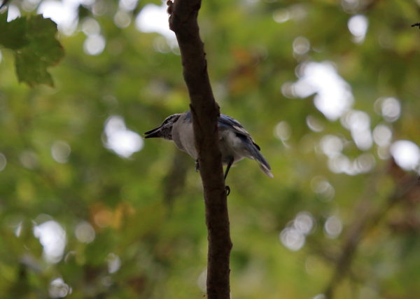 Washington Square Park Blue Jay