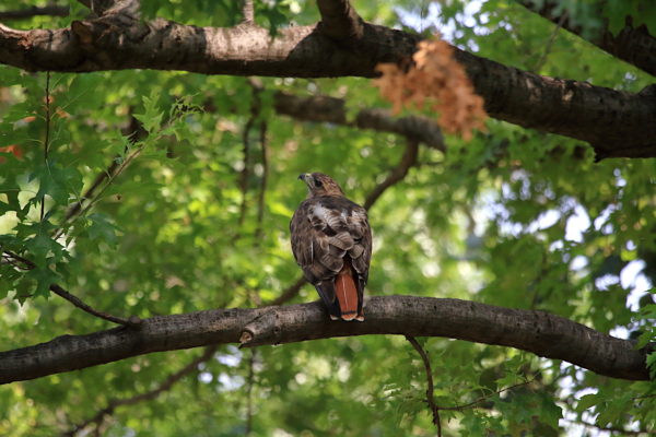 Washington Square Park Hawk Bobby sitting on tree branch