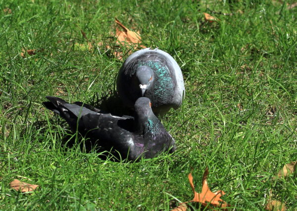 Washington Square Park pigeons greeting