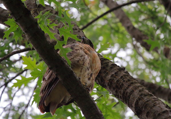 Washington Square Hawk Bobby sitting on branch