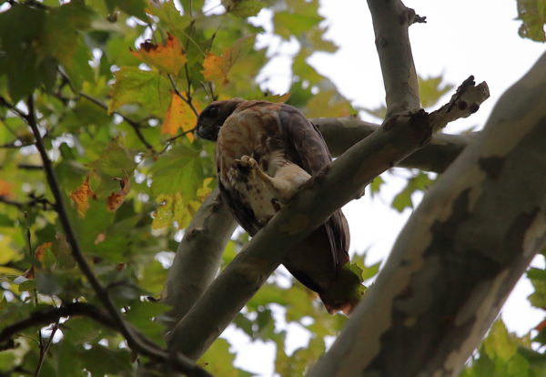 Washington Square Hawk Bobby relaxing on tree with leg kicked out