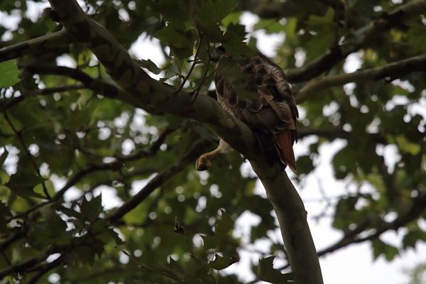 Washington Square Hawk Bobby in tree with leg kick