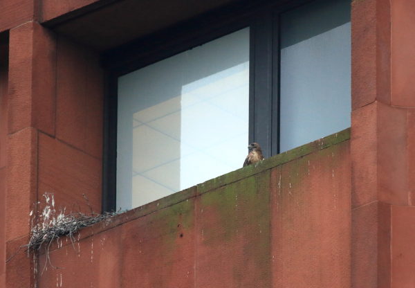 Washington Square Hawk Bobby on nest ledge