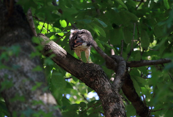 Washington Square Hawk Bobby on tree