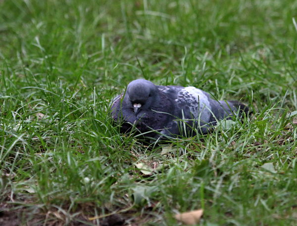 Washington Square Park pigeon napping on lawn