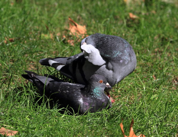 Washington Square Park pigeon preening