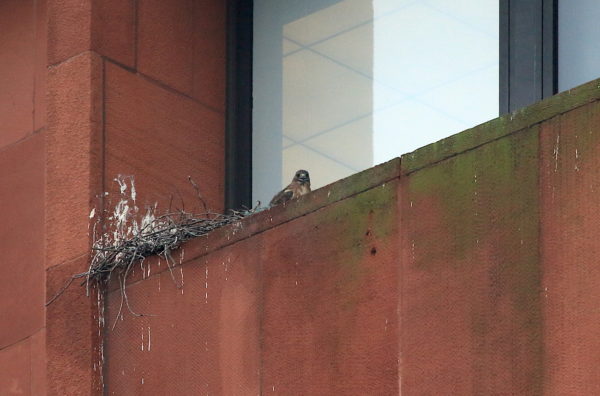 Washington Square Hawk Bobby in nest bowl