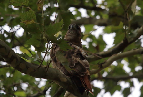 Washington Square Hawk Bobby looking in distance