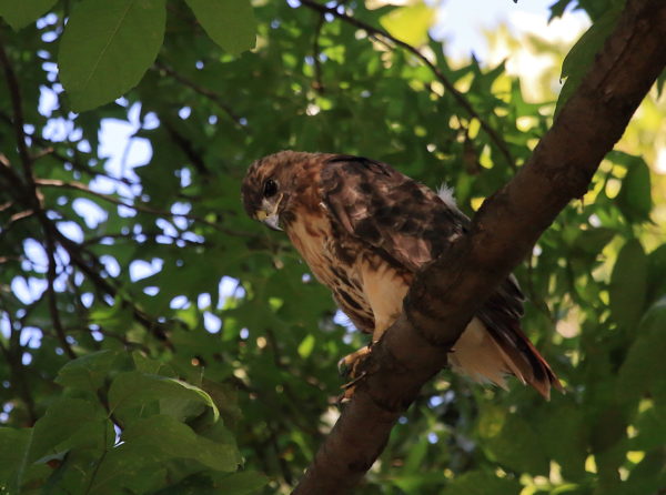 Washington Square Hawk Bobby on branch scanning ground