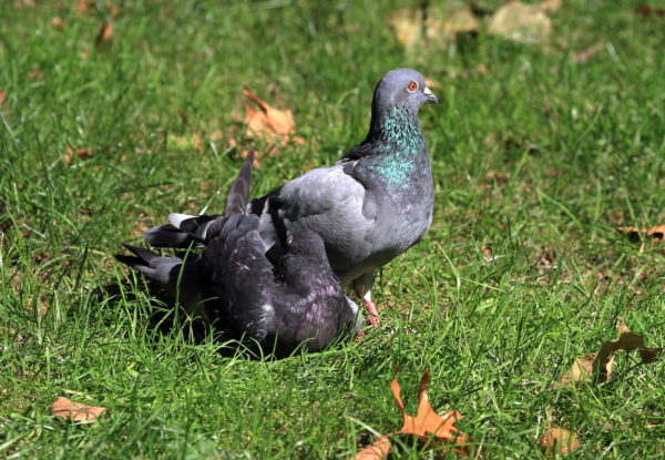 Washington Square Park pigeon preening