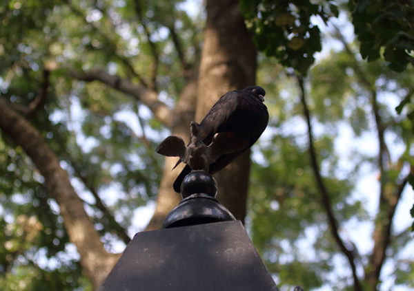 Washington Square Park pigeon sleeping on lamp post
