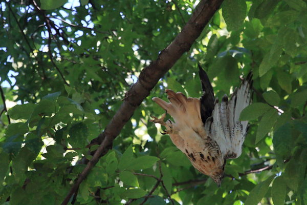 Washington Square Hawk Bobby diving off branch