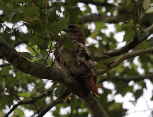 Washington Square Hawk Bobby sitting in tree