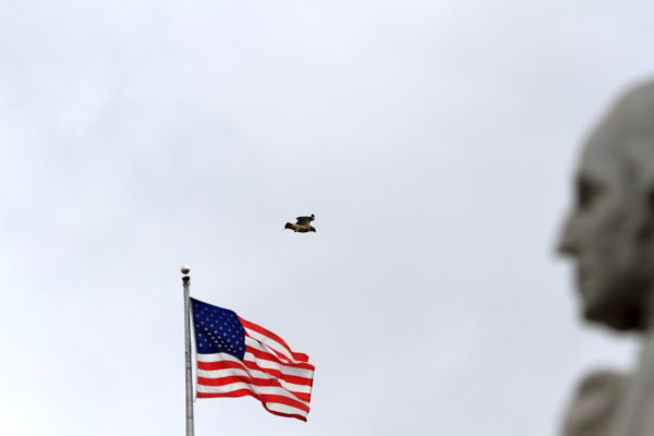 Washington Square Park Hawk Bobby flying past flag and monument