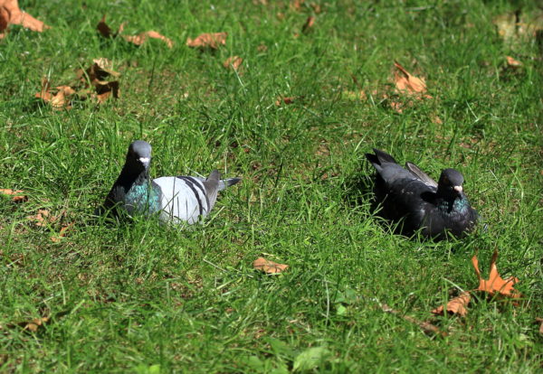 Washington Square Park pigeons lying on grass