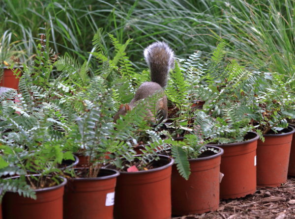 Washington Square Park squirrel digging in potted plants