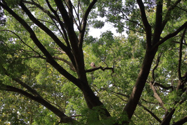 Washington Square Hawk Bobby sitting in park trees