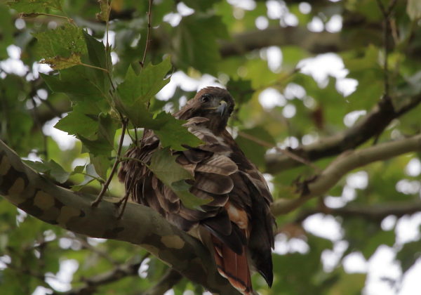 Washington Square Hawk Bobby sitting in tree