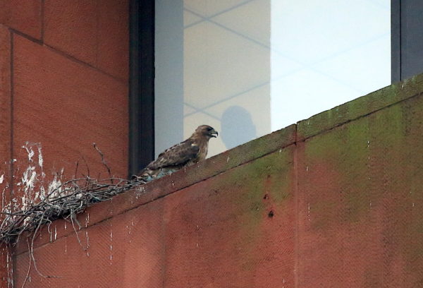 Washington Square Hawk Bobby watched in nest