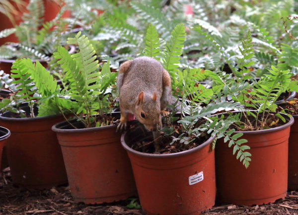 Washington Square Park squirrel standing on potted plant