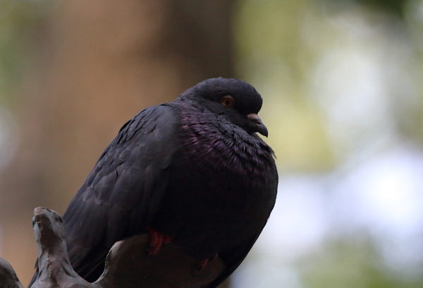 sleepy Washington Square Park pigeon