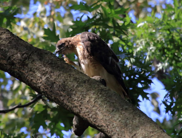 Washington Square Hawk Bobby scratching