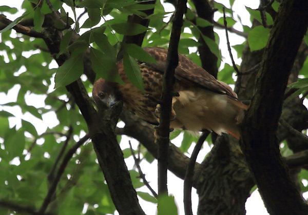 Washington Square Park Hawk Sadie in tree