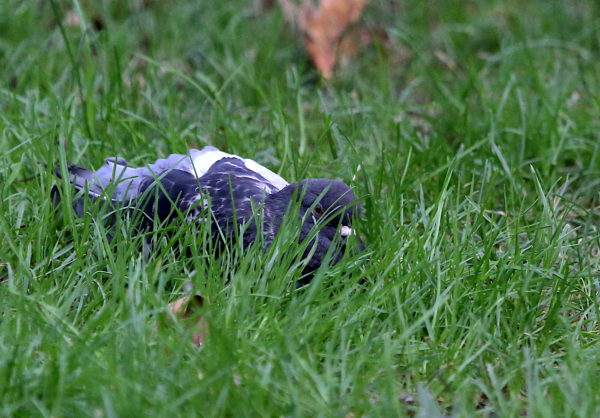Washington Square Park pigeon resting on lawn