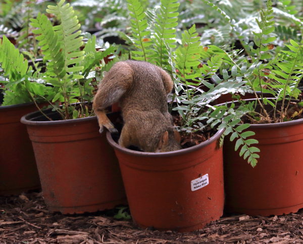 Washington Square Park squirrel digging in potted plant