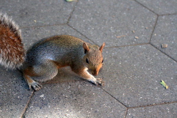 Washington Square Park squirrel on path begging for food