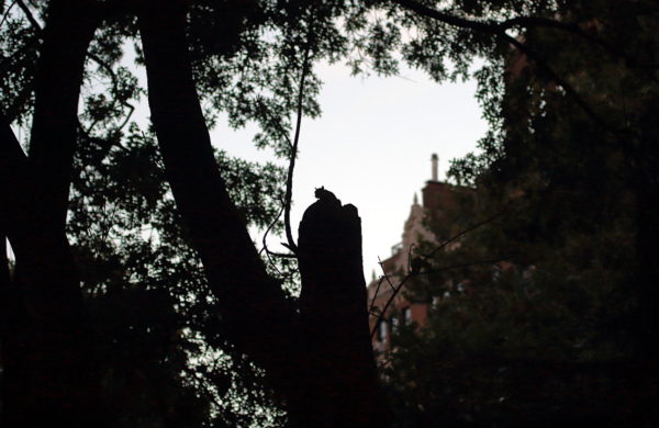 Washington Square Park squirrel on tree stump at night