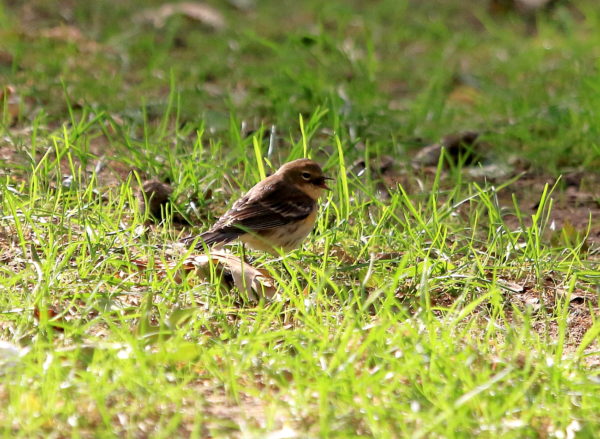 Washington Square Park Yellow-rumped Warbler eating on the lawn