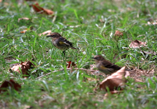 Yellow-rumped Warblers in Washington Square Park
