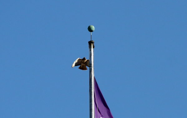 Washington Square Park Hawk Bobby flying to a flag pole perch