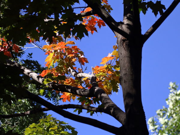 Washington Square Park Hawk fall foliage