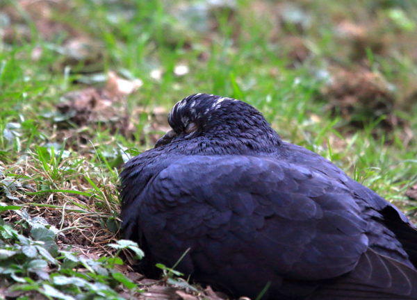 Washington Square Park pigeon sleeping on the grass