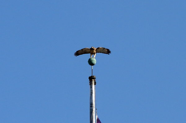 Washington Square Park Hawk Bobby landing on flag pole perch