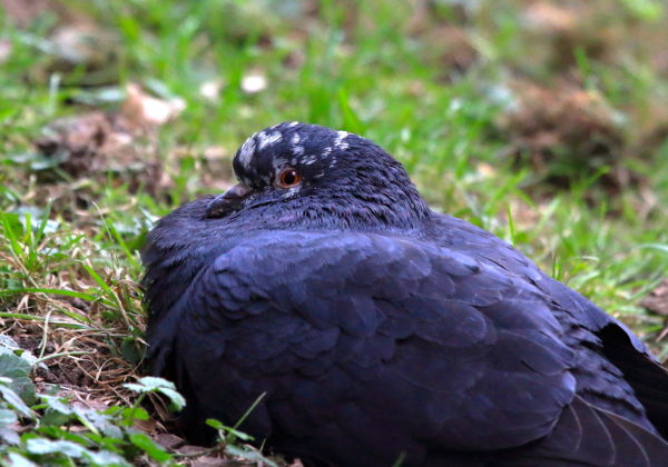 Washington Square Park pigeon resting on the grass