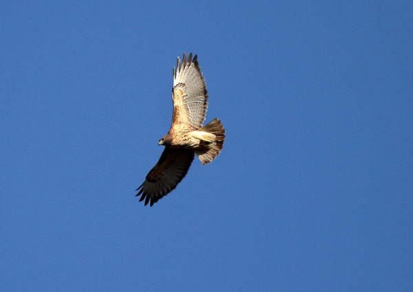 Washington Square Park Hawk Sadie flying above the park