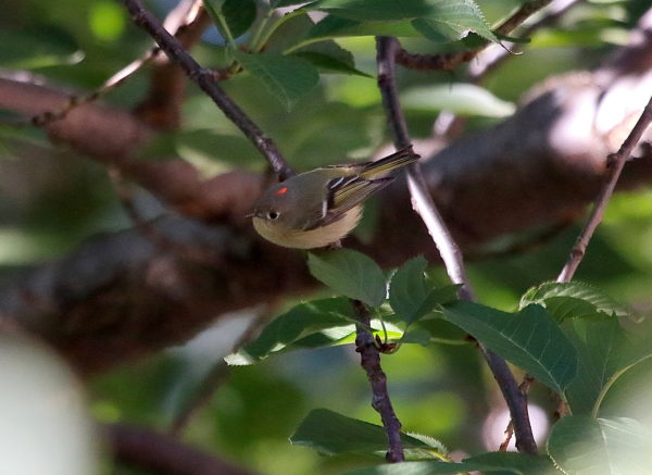 Washington Square Park Ruby Crowned Kinglet sitting on branch