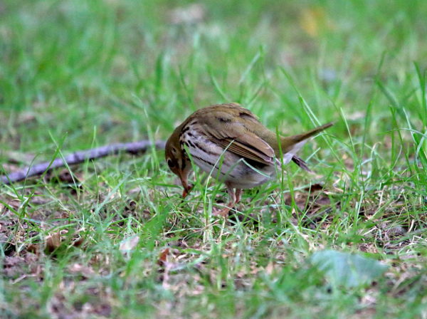 Washington Square Park ovenbird pulling a worm